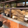 가족나들이 추천 아이들이 좋아하는 양평 양떼목장 #양평데이트