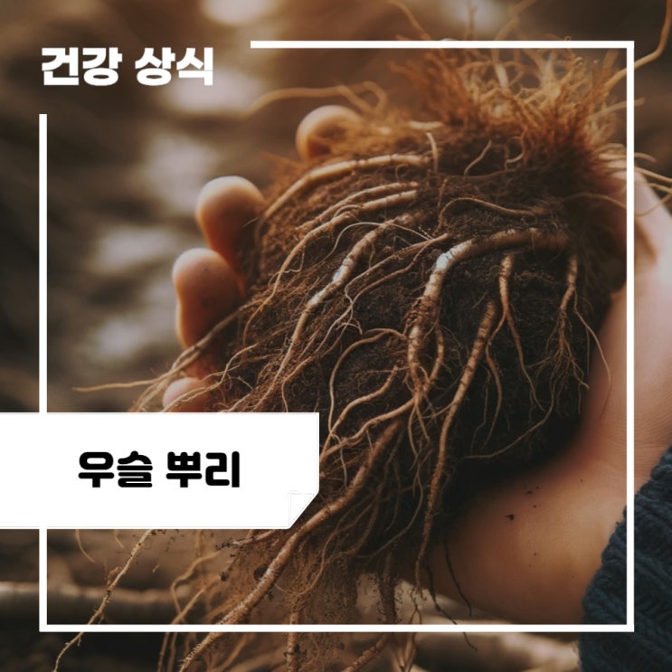 우슬 뿌리 효능 5가지, 부작용, 우슬등복합물 추천 : 우슬차, 우슬즙 : 네이버 블로그