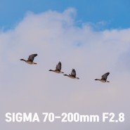 시그마 70-200 망원 줌렌즈 사용기 : Sigma 70-200mm F2.8 Sports