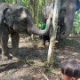 아이와 함께하기 좋은 태국 푸켓 코끼리 정글 생추어리 투어로 먹이 & 목욕 체험