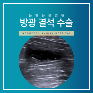 역삼동 동물병원 논현 강아지 방광결석 수술 사례