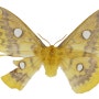 유리산누에나방(Rhodinia fugax)