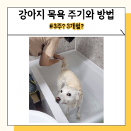 강아지 샤워 주기 목욕 방법 4년차 강아지 보호자의 팁