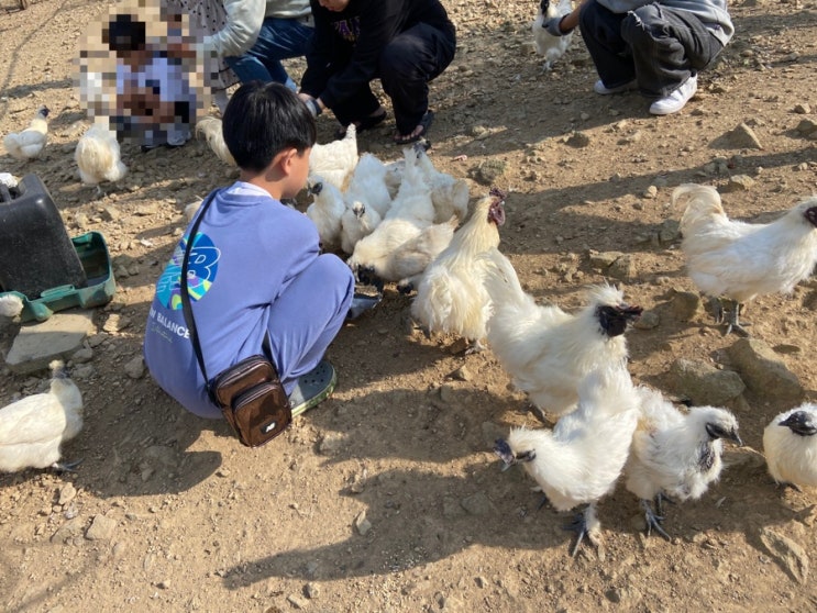 사천여행_배누리체험농장,아이들과 갈만한곳,닭모이주기...