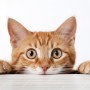 고양이 눈인사 행동 의미 고양이언어