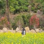 제주도 유채꽃 명소 1월 시기(산방산 & 성산일출봉)