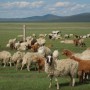 [6년 전 오늘] 몽골 여행 - 울란바토르에서 멍근머리트 가는 길, 게르 숙박체험