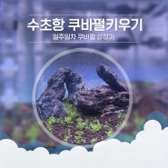 전경 수초 쿠바펄 키우기 초보 수초항 일주일 변화 과정