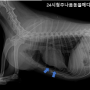 교통사고 환자의 넙다리 관절융기와 관절면의 골절(24시청주나음동물메디컬)