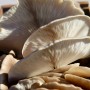 버섯을 위협하는 요인과 버섯이 우리에게 이로운 10가지 이유