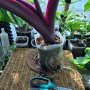 알로카시아 블랙스템 바리에가타 분갈이 식물의 봄준비