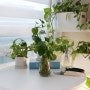 스킨답서스 키우기 쉬운 식물 가지치기 번식 수경재배