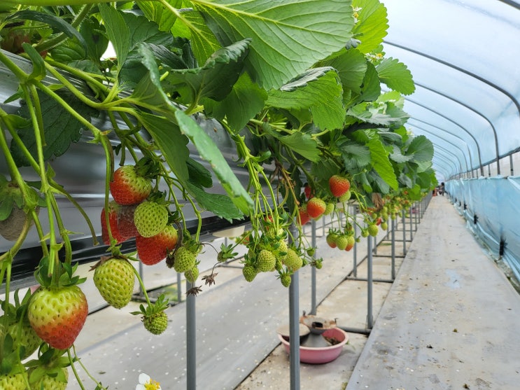 서울 근교 딸기 따기 체험... 경기도 남양주 한사랑 딸기농장에...