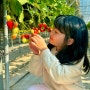대구 근교 경북가볼만한곳 | 다산딸기조합농원