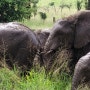아프리카 6개국 투어 제 3편(탄자니아 세렝게티 국립공원 사파리 게임 드라이브,옹고롱고로 분화구)