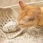 고양이 두부 모래 화장실 모래 궁금증 알아보기