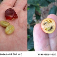 커피는 무엇일까? [커피초보 커린이의 일기 01]