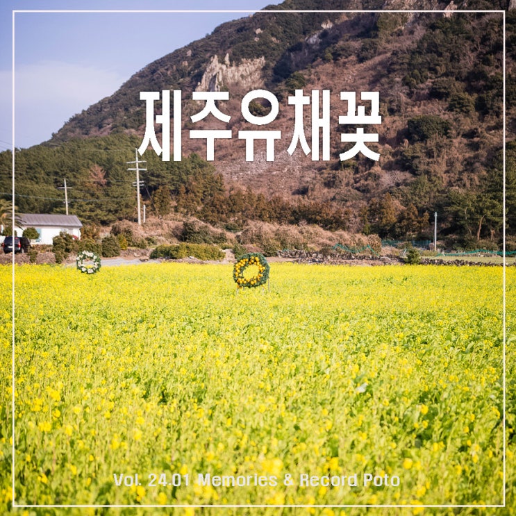 제주 신비의 물 ; 산방산 탄산온천, 유채꽃