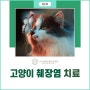 고양이 구토가 잦아지고, 식욕이 줄었다면? / 행신동동물병원