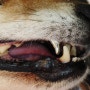 압구정 동물병원 충치치료 전문 케어덴 고양이 강아지 치과