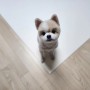 미끄럼방지 강아지매트 구루구루 슬림핏 펫매트 롤형