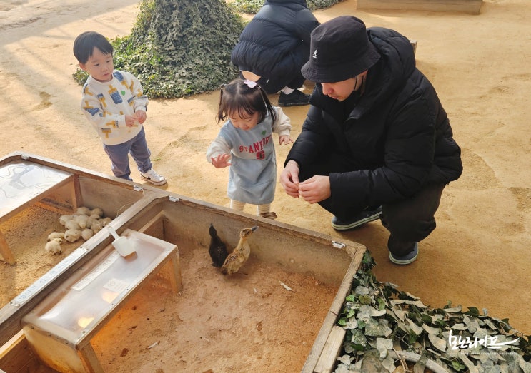 부천 나눔농장 아기 동물 먹이주기체험 딸기아이스크림 만들기