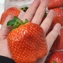 크고 맛있는 논산 딸기! 논산 세진농장 딸기