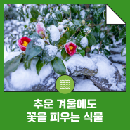 [궁금한 건 못 참지] 추운 겨울에도 꽃을 피우는 식물?! 수선화, 매화, 동백