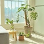 거실인테리어 식물 키우기 4가지 실내식물