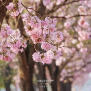 2024 일본벚꽃개화시기 만개시기 일본 벚꽃명소추천