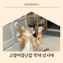 고양이장난감 젤리꼬리 막대 낚시대로 놀아주는 법