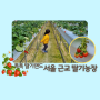 서울 근교 딸기농장 - 파주 톡톡 딸기랜드, 작은 딸기지만 맛있어요!
