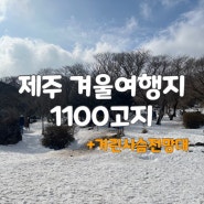 제주도 겨울여행지 천연눈썰매장 1100고지습지 (+거린사슴전망대)