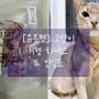 고양이랑 외출할때! “유봉펫” H형 고양이 인식표가슴줄/하네스. 이름,번호 각인으로 안전하게!