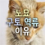 노묘 구토와 역류. 노령 고양이 자주 토하는 원인과 진단 및 치료