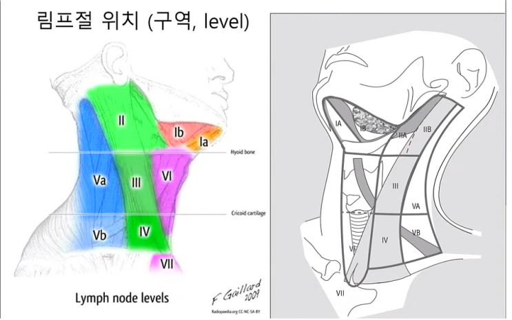 임파선(림프절)이 붓는 경우 : 네이버 블로그