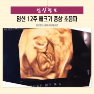 임신 12주 배크기 증상 초음파 1차 기형아검사 하는 시기