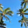 하와이 가볼만한 곳, 와이키키 포토스팟 + 찐맛집(치보 하와이)