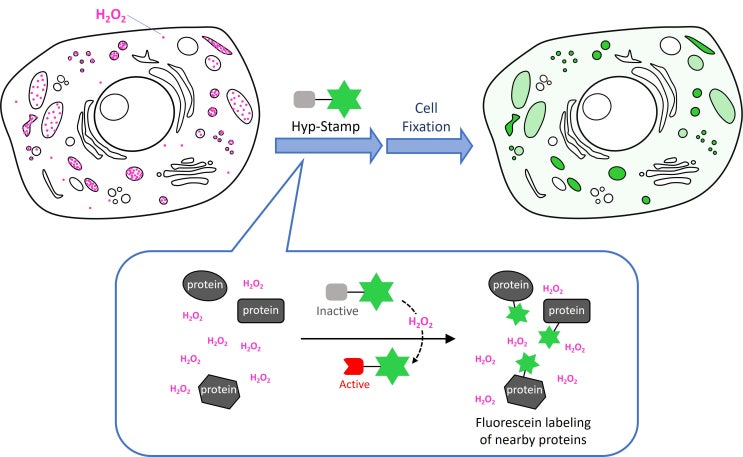 [과산화수소 반응성 단백질 표지 시약/H2O2-Responsive Protein Labeling Reagent] Hyp ...