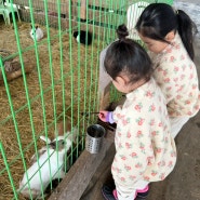 강릉 아이와 가볼만한 곳 강릉아기동물농장 아이들이 좋아해요