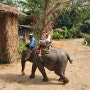 파타야 코끼리빌리지 앤 몽창카페, 태국여행 2일차