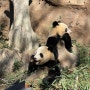 도쿄 우에노 동물원 | 쌍둥이 판다 샤오샤오와 레이레이를 만난 우에노동물원(팬더, 고릴라, 입장료, 일본 도쿄 가볼만한 곳)