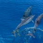 [몰디브 신혼여행 ④] 돌고래 투어 / 돌핀크루즈 후기 / 스노클링 / 상어 & 가오리 / 알릴라코타이파루 라군 수중환경