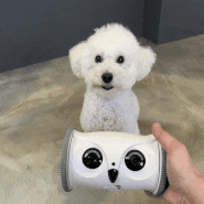 움직이는 강아지 장난감, 로봇 스마트 코지 후기