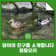[담.친.소] 담이의 친구 겨울철새 '청둥오리'를 소개합니다 : 철새 뜻, 철새 이동, 겨울철새 종류
