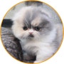 와동동고양이분양 아담스펫 소개: 사랑스러운 고양이들의 모습과 특징