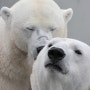 세계 북극곰의 날을 맞아 투명한 기관 WWF 후원 추천해요