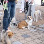 광주시 "반려동물 문화센터 건립, 의료비·펫보험 지원" 반려동물 행복한 도시 만들기