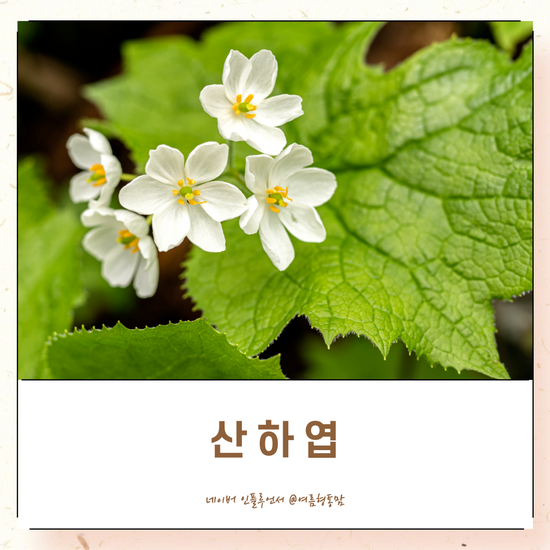 희귀식물 산하엽 물에 젖으면 투명해지는 꽃 : 네이버 블로그