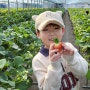 남양주 더드림 딸기체험 겨울 아이와 가볼만한곳 3번째 찐후기